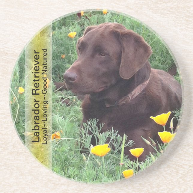 Chocolate Lab in California Poppy Patch Coaster (Front)
