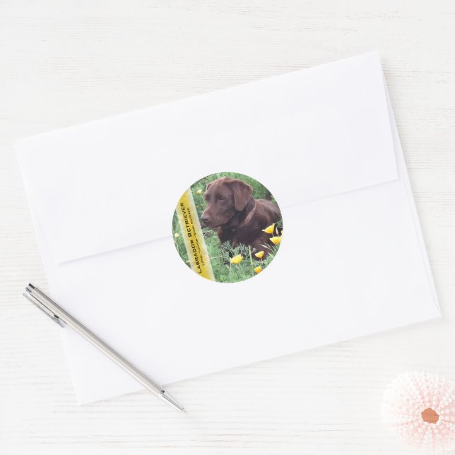 Chocolate Lab in California Poppy Patch Custom Classic Round Sticker (Envelope)