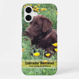 Chocolate Lab in California Poppy Patch iPhone 16 Plus Case