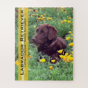 Chocolate Lab in California Poppy Patch Jigsaw Puzzle