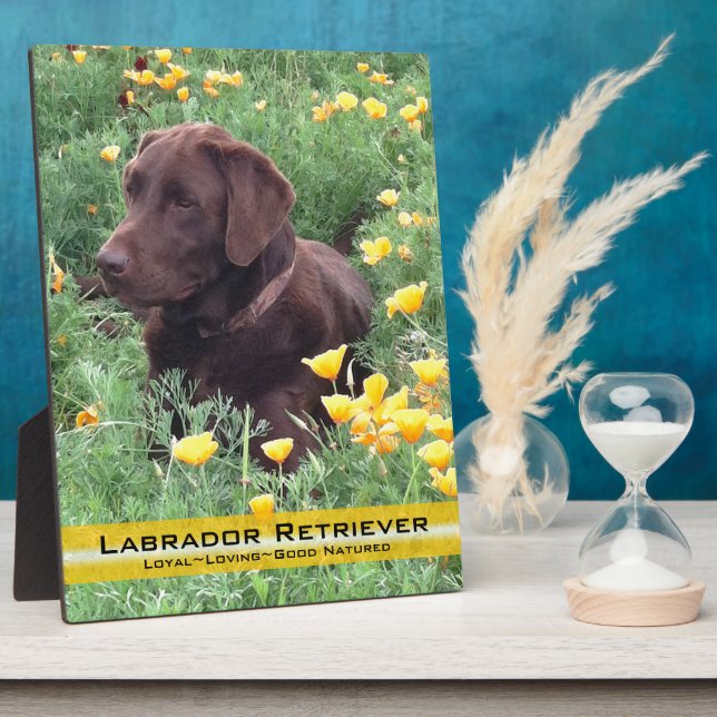 Chocolate Lab in California Poppy Patch Plaque (Side)