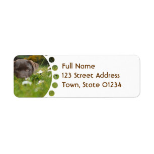 Chocolate Lab in Daisies  Mailing Labels