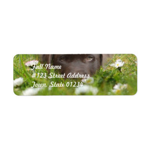 Chocolate Lab in Daisies Mailing Labels