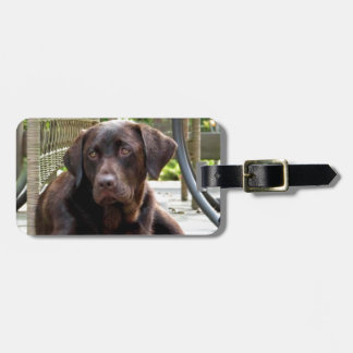 Chocolate Lab Luggage Tag