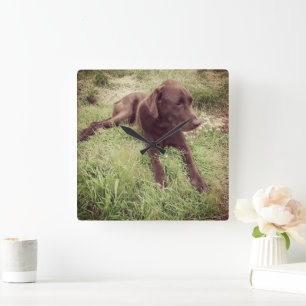 Chocolate Lab Lying In Grass Photograph Square Wall Clock