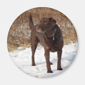 Chocolate Lab magnet