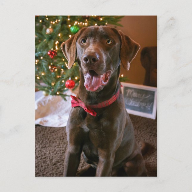 Chocolate Lab Merry Christmas Postcard (Front)
