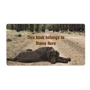 Chocolate Lab On A Forest Trail