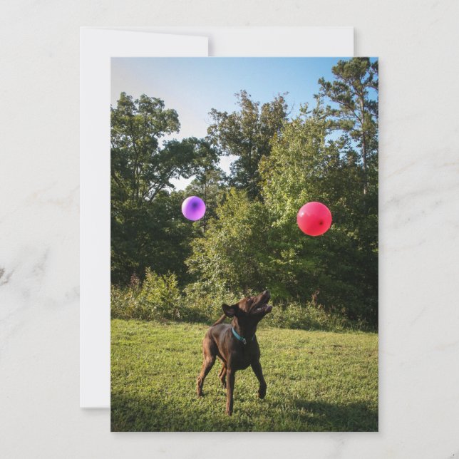 Chocolate Lab Party Invitation (Front)