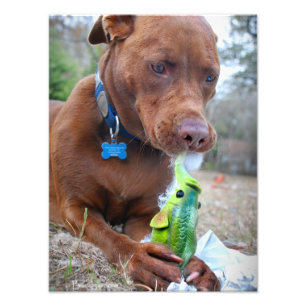 Chocolate Lab Pit Mix Dog and Toy Photo Print