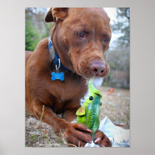 Chocolate Lab Pit Mix Dog and Toy Poster