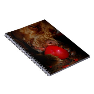 Chocolate Lab Pit Mix Dog Chewing Ball Notebook