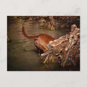 Chocolate Lab Pit Mix Dog Digging Postcard