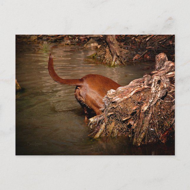 Chocolate Lab Pit Mix Dog Digging Postcard (Front)