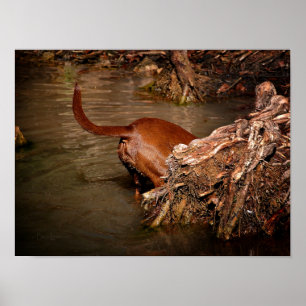 Chocolate Lab Pit Mix Dog Digging Poster