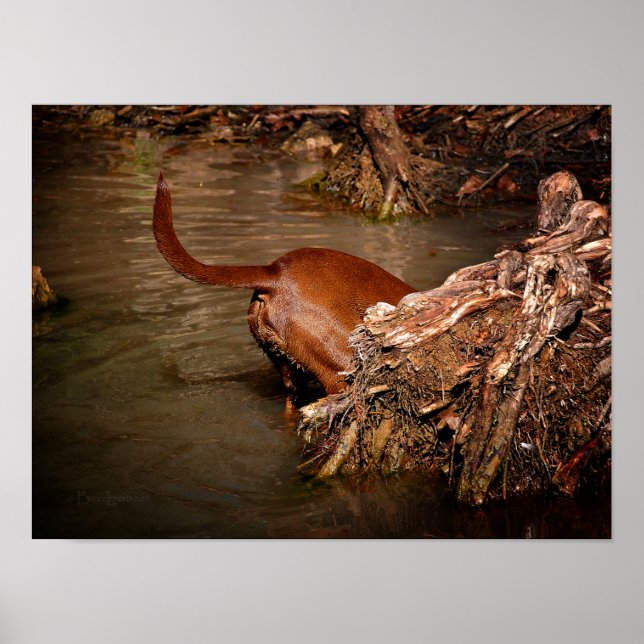 Chocolate Lab Pit Mix Dog Digging Poster (Front)