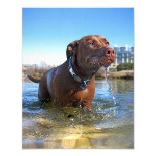 Chocolate Lab Pit Mix Dog Drooling Photo Print