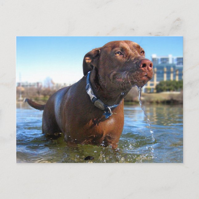 Chocolate Lab Pit Mix Dog Drooling Postcard (Front)