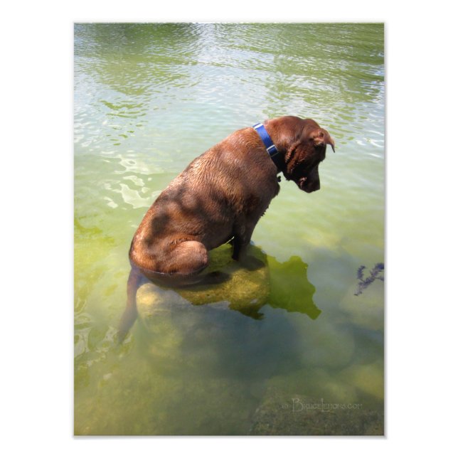 Chocolate Lab Pit Mix Dog Fishing 3 Photo Print (Front)