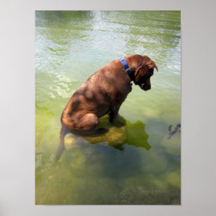Chocolate Lab Pit Mix Dog Fishing 3 Poster