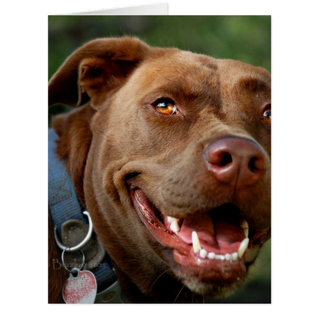 Chocolate Lab Pit Mix Dog Happy Smile (Front)