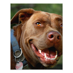 Chocolate Lab Pit Mix Dog Happy Smile Photo Print