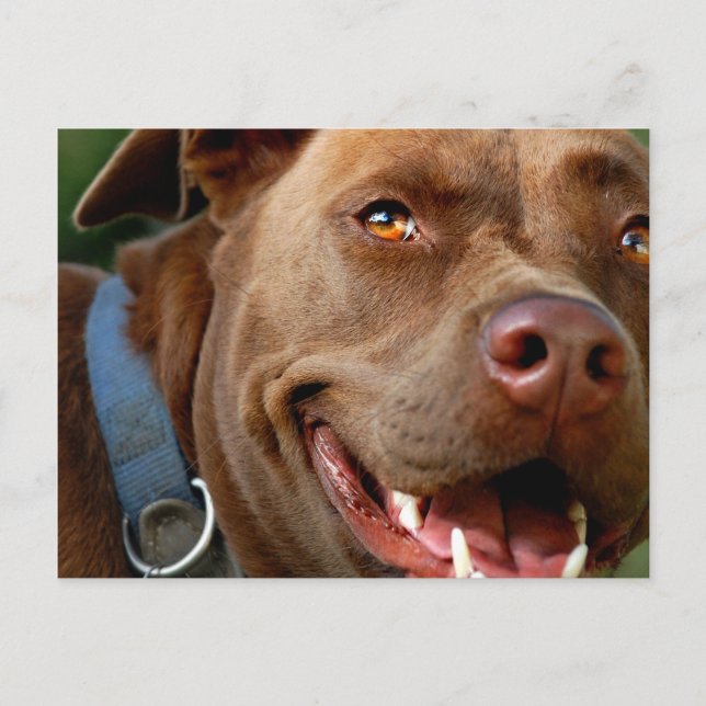 Chocolate Lab Pit Mix Dog Happy Smile Postcard (Front)