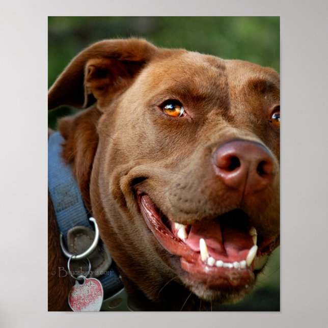 Chocolate Lab Pit Mix Dog Happy Smile Poster (Front)