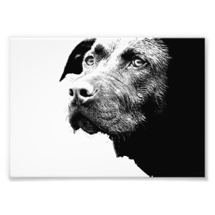 Chocolate Lab Pit Mix Dog in Black and White Photo Print