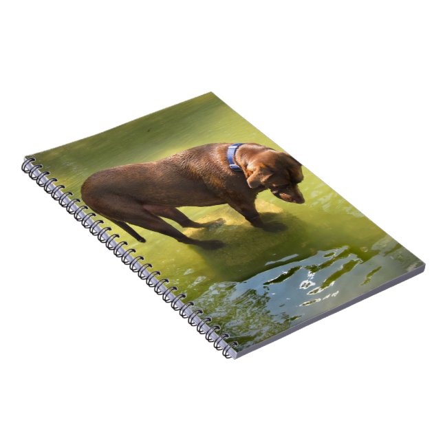 Chocolate Lab Pit Mix Dog Looking for Fish Notebook (Right Side)