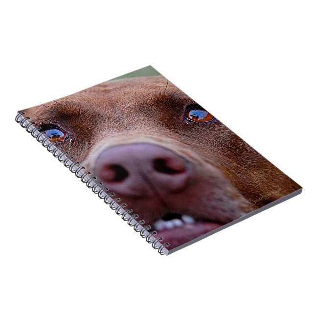 Chocolate Lab Pit Mix Dog Nose Notebook (Right Side)