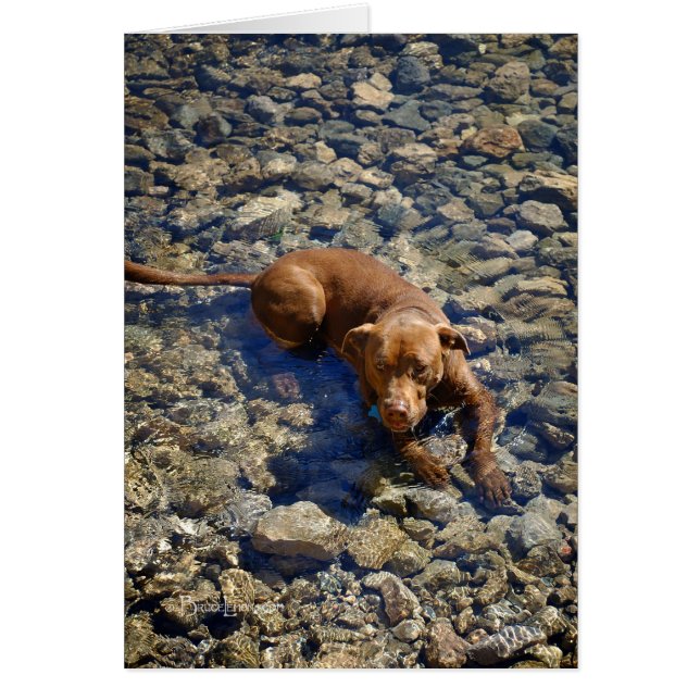 Chocolate Lab Pit Mix Dog On The Rocks (Front)