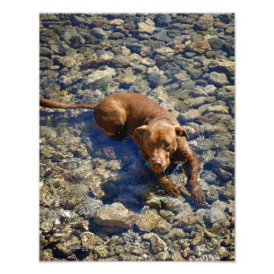 Chocolate Lab Pit Mix Dog On The Rocks Photo Print