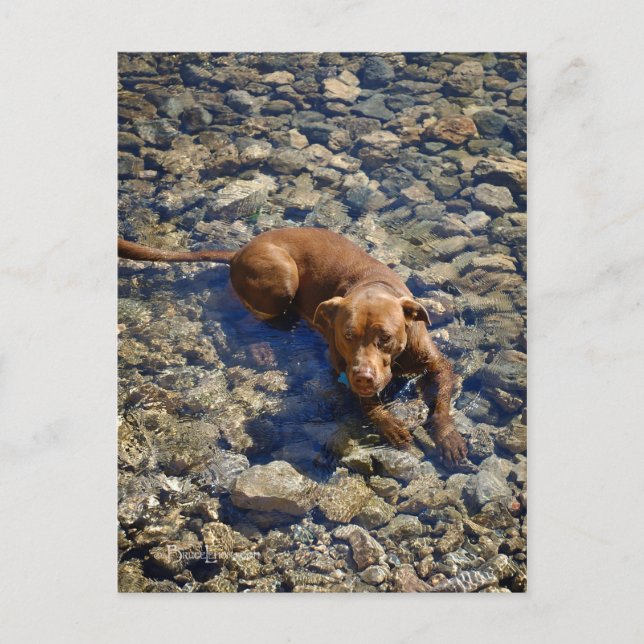 Chocolate Lab Pit Mix Dog On The Rocks Postcard (Front)