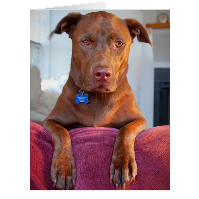 Chocolate Lab Pit Mix Dog Portrait (Front)