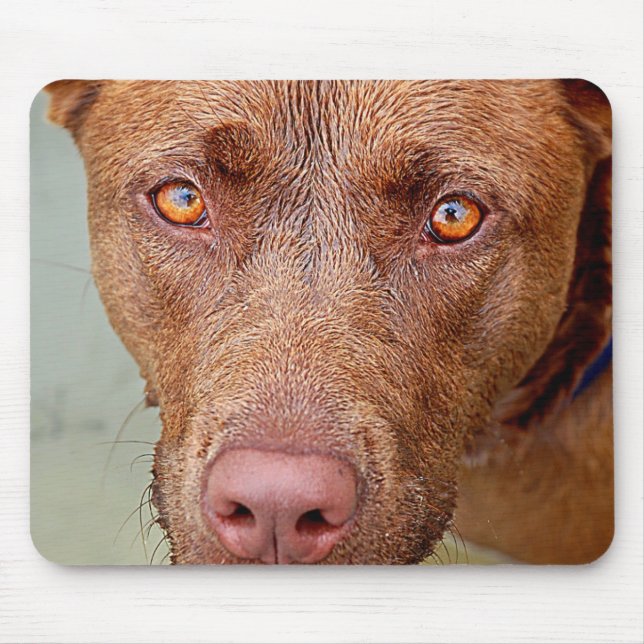 Chocolate Lab Pit Mix Dog Portrait 2 Mouse Pad (Front)