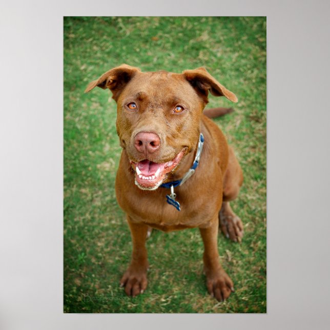 Chocolate Lab Pit Mix Dog Portrait 4 Poster (Front)