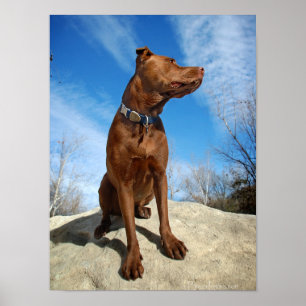 Chocolate Lab Pit Mix Dog Portrait 6 Poster