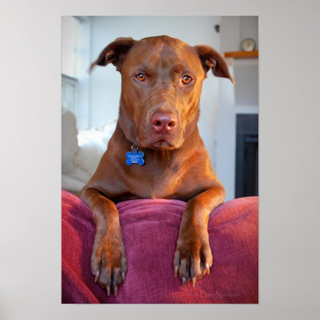 Chocolate Lab Pit Mix Dog Portrait Poster (Front)