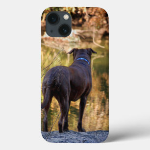 Chocolate Lab Pit Mix Dog Serene iPhone 13 Case