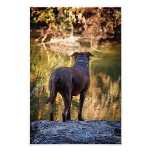 Chocolate Lab Pit Mix Dog Serene Photo Print