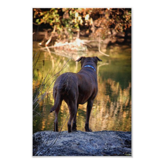 Chocolate Lab Pit Mix Dog Serene Photo Print (Front)