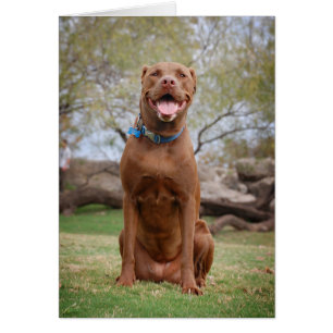 Chocolate Lab Pit Mix Dog Smiling 2