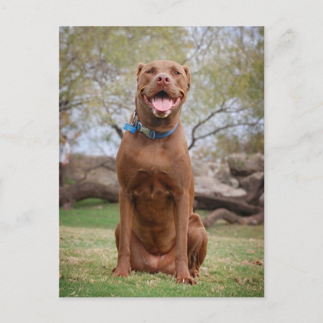 Chocolate Lab Pit Mix Dog Smiling 2 Postcard (Front)