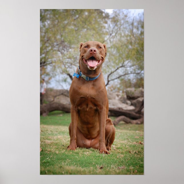 Chocolate Lab Pit Mix Dog Smiling 2 Poster (Front)