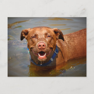 Chocolate Lab Pit Mix Dog Smiling Postcard