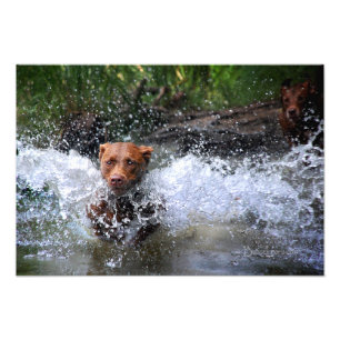 Chocolate Lab Pit Mix Dog Splashing 4 Photo Print