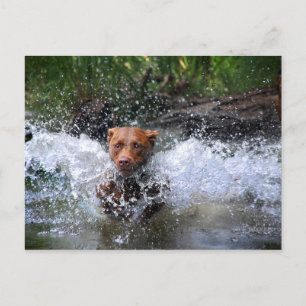 Chocolate Lab Pit Mix Dog Splashing 4 Postcard