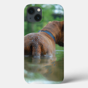 Chocolate Lab Pit Mix Dog Swimming 4 iPhone 13 Case