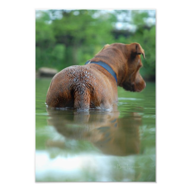 Chocolate Lab Pit Mix Dog Swimming 4 Photo Print (Front)